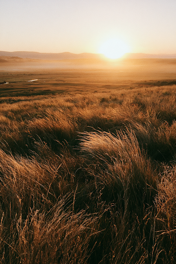 Serene Sunrise Over Windblown Grassland