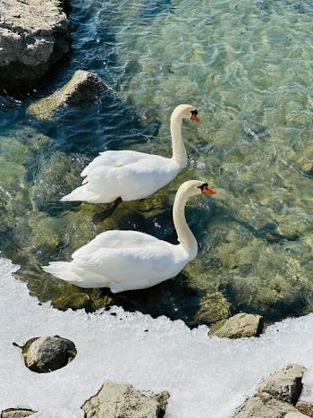 Serene Swans in Clear Water