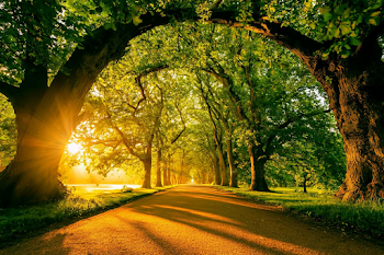 Serene Tree-Lined Country Lane at Sunset