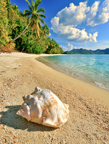 Serene Tropical Beach with Conch Shell