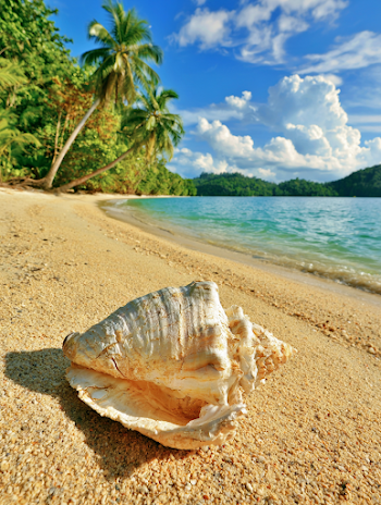 Serene Tropical Beach with Weathered Conch Shell