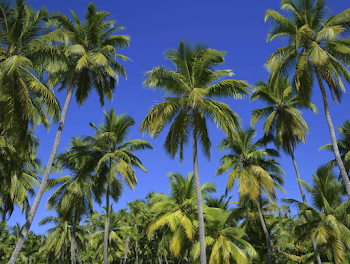Serene Tropical Palm Grove