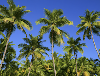 Serene Tropical Palm Grove Under Clear Blue Sky