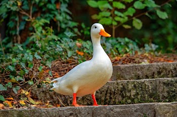 Serene White Duck Near Garden Steps