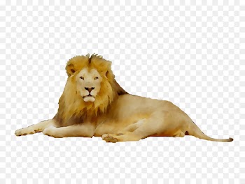 Serengeti Ngorongoro Conservation Area Tarangire National Park Savanna Culture -  