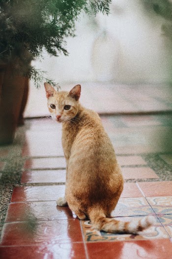 Serious-looking golden cat staring at the camera