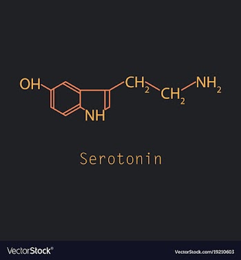 Serotonin neurotransmitter molecule skeletal vector image