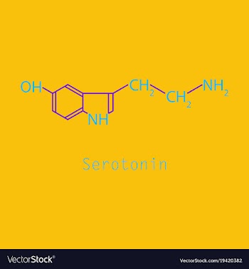 Serotonin neurotransmitter molecule skeletal vector image