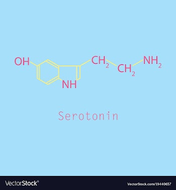 Serotonin neurotransmitter molecule skeletal vector image