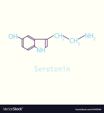 Serotonin neurotransmitter molecule skeletal vector image