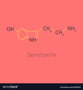 Serotonin neurotransmitter molecule skeletal vector image