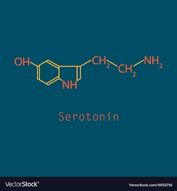 Serotonin neurotransmitter molecule skeletal vector image