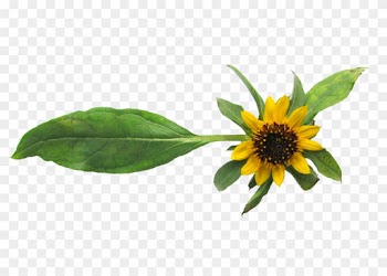 Serpentine Sunflower - Sunflower Border In Png