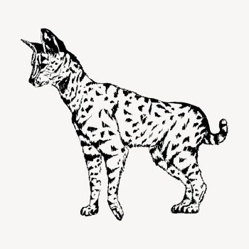 Serval clipart, vintage animal illustration | Free Vector - rawpixel