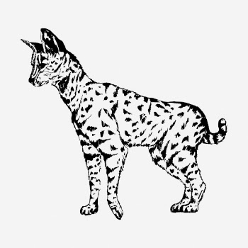 Serval drawing, vintage wildlife illustration. | Free Photo - rawpixel