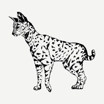 Serval drawing, vintage wildlife illustration | Free PSD - rawpixel