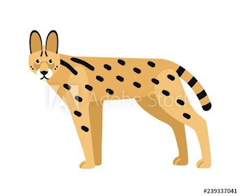 Serval isolated on white background