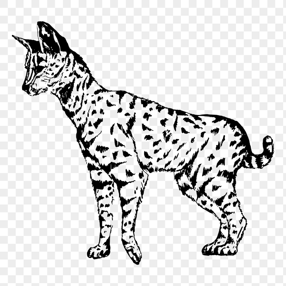 Serval png sticker, vintage animal | Free PNG - rawpixel