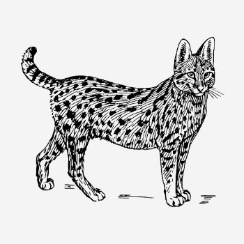 Serval, wild cat illustration. Free | Free Photo Illustration - rawpixel