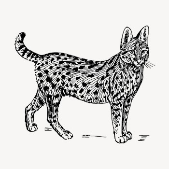 Serval, wild cat illustration vector. | Free Vector Illustration - rawpixel