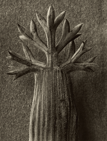 Seseli gummiferum; Karl Blossfeldt (German, | Free Photo - rawpixel