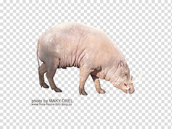 SET Babyrousa babyrussa, gray land animal transparent background PNG clipart