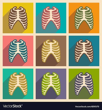Set flat icons with long shadow human rib vector image