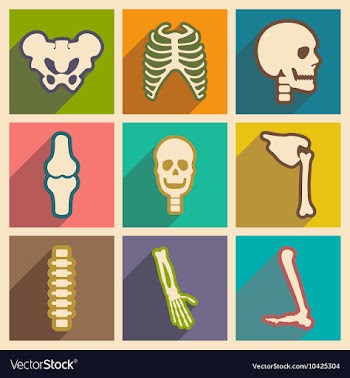 Set flat icons with long shadow human skeleton vector image