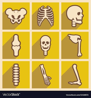 Set flat icons with long shadow human skeleton vector image