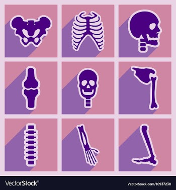 Set flat icons with long shadow human skeleton vector image