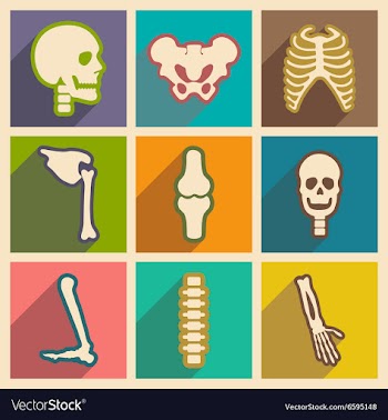 Set flat icons with long shadow human skeleton vector image