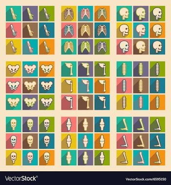 Set flat icons with long shadow human skeleton vector image