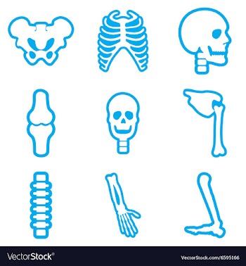 Set flat icons with long shadow human skeleton vector image