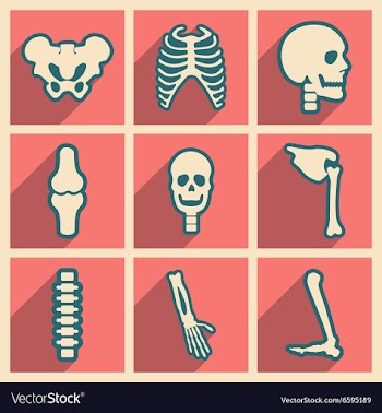 Set flat icons with long shadow human skeleton vector image