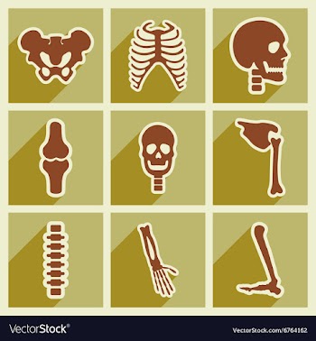 Set flat icons with long shadow human skeleton vector image