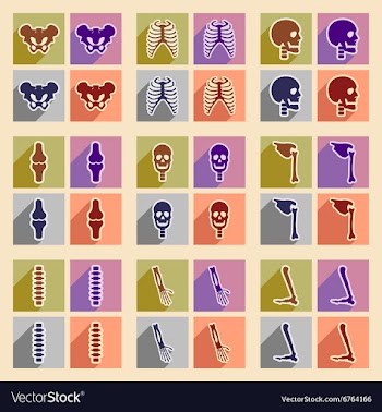 Set flat icons with long shadow human skeleton vector image