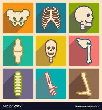 Set flat icons with long shadow human skeleton vector image