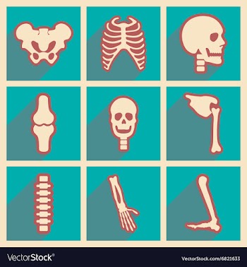 Set flat icons with long shadow human skeleton vector image