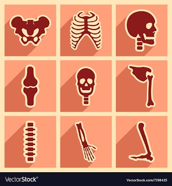 Set flat icons with long shadow human skeleton vector image