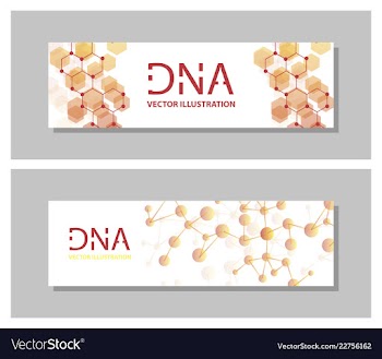 Set flyer brochure size a4 templatebanner vector image