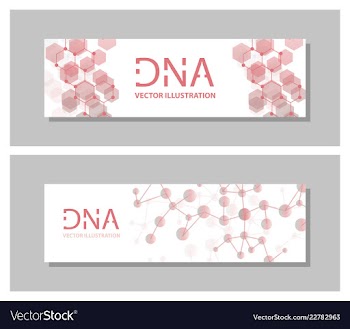 Set flyer brochure size a4 templatebanner vector image