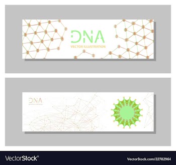 Set flyer brochure size a4 templatebanner vector image