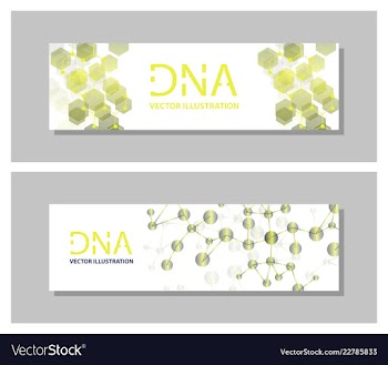 Set flyer brochure size a4 templatebanner vector image