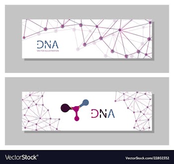 Set flyer brochure size a4 templatebanner vector image