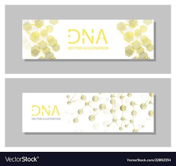 Set flyer brochure size a4 templatebanner vector image