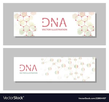 Set flyer brochure size a4 templatebanner vector image