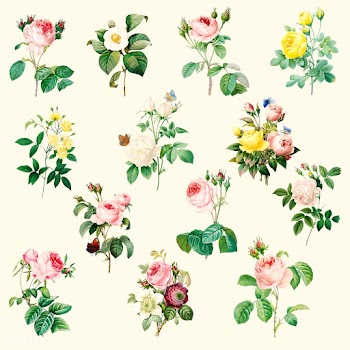 Set of beautiful blooming roses | Free stock vector - 503549