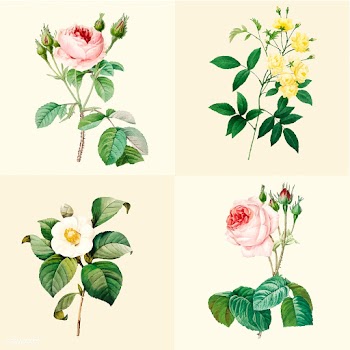 Set of beautiful blooming roses | Free stock vector - 503559