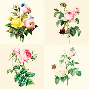 Set of beautiful blooming roses | Free stock vector - 503566