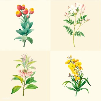Set of beautiful blooming wildflowers | Free stock vector - 503542